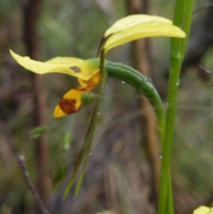 Fire and Orchids ACT Citizen Science Project at Point 5807 - 10 Nov 2016