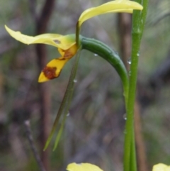 Fire and Orchids ACT Citizen Science Project at Point 5807 - 10 Nov 2016