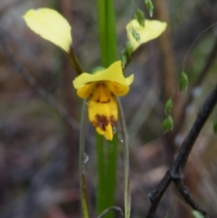 Fire and Orchids ACT Citizen Science Project at Point 5807 - 10 Nov 2016