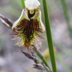 Fire and Orchids ACT Citizen Science Project at Point 5816 - 8 Nov 2016