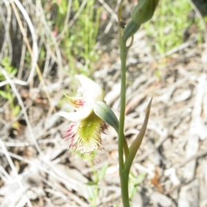 Fire and Orchids ACT Citizen Science Project at Point 5816 - 10 Nov 2016