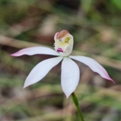 Fire and Orchids ACT Citizen Science Project at Point 26 - 15 Oct 2021