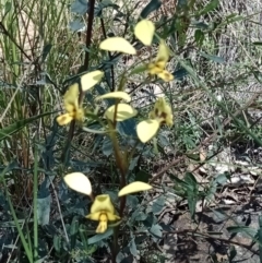 Fire and Orchids ACT Citizen Science Project at Point 5595 - 8 Oct 2021