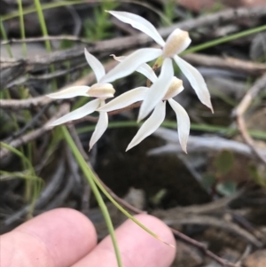 Fire and Orchids ACT Citizen Science Project at Point 5816 - 26 Oct 2021