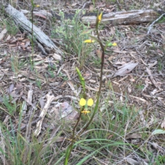 Fire and Orchids ACT Citizen Science Project at Point 26 - 6 Oct 2016