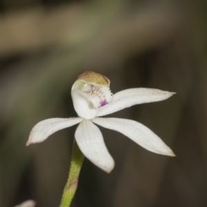 Fire and Orchids ACT Citizen Science Project at Point 5204 - 21 Oct 2021