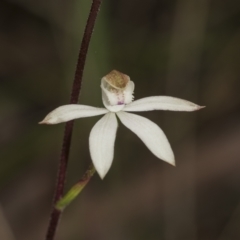 Fire and Orchids ACT Citizen Science Project at Point 5204 - 21 Oct 2021