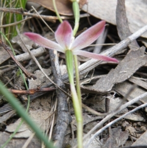 Fire and Orchids ACT Citizen Science Project at Point 5816 - 8 Nov 2016