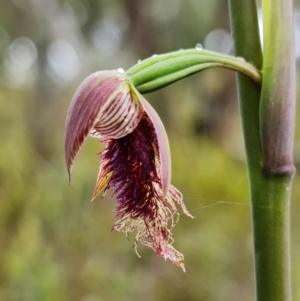 Fire and Orchids ACT Citizen Science Project at Point 5815 - 30 Sep 2021
