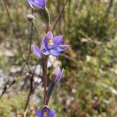 Fire and Orchids ACT Citizen Science Project at Point 5815 - 6 Nov 2022