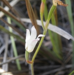 Fire and Orchids ACT Citizen Science Project at Point 5816 - 10 Nov 2016