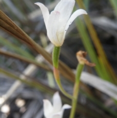 Fire and Orchids ACT Citizen Science Project at Point 5816 - 10 Nov 2016