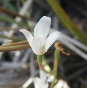 Fire and Orchids ACT Citizen Science Project at Point 5816 - 10 Nov 2016