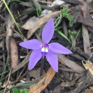 Fire and Orchids ACT Citizen Science Project at Point 26 - 6 Oct 2016