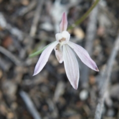 Fire and Orchids ACT Citizen Science Project at Point 5832 - 6 Oct 2016