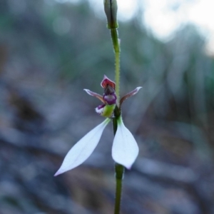 Fire and Orchids ACT Citizen Science Project at Point 4558 - 15 Mar 2020