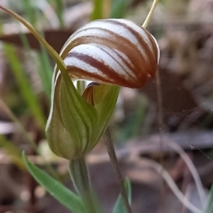 Fire and Orchids ACT Citizen Science Project at Point 4910 - 3 May 2022