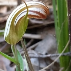 Fire and Orchids ACT Citizen Science Project at Point 4910 - 3 May 2022