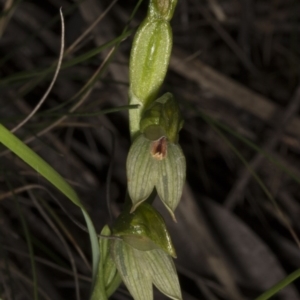 Fire and Orchids ACT Citizen Science Project at Point 5821 - 13 Oct 2016