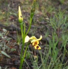 Fire and Orchids ACT Citizen Science Project at Point 5808 - 10 Nov 2016