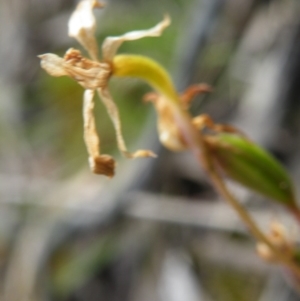 Fire and Orchids ACT Citizen Science Project at Point 5816 - 8 Nov 2016