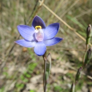 Fire and Orchids ACT Citizen Science Project at Point 5204 - 27 Oct 2021