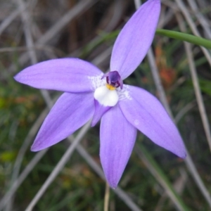 Fire and Orchids ACT Citizen Science Project at Point 5831 - 10 Oct 2016