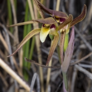Fire and Orchids ACT Citizen Science Project at Point 5815 - 8 Oct 2017