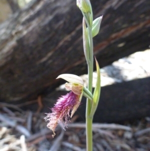 Fire and Orchids ACT Citizen Science Project at Point 120 - 15 Oct 2016