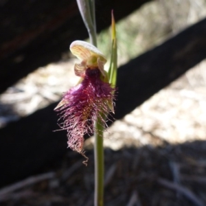 Fire and Orchids ACT Citizen Science Project at Point 120 - 15 Oct 2016