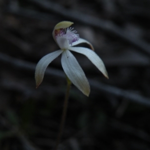 Fire and Orchids ACT Citizen Science Project at Point 5816 - 27 Sep 2016