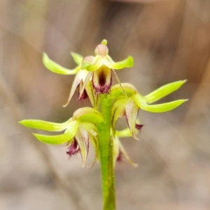 Fire and Orchids ACT Citizen Science Project at Point 5515 - 15 Feb 2022