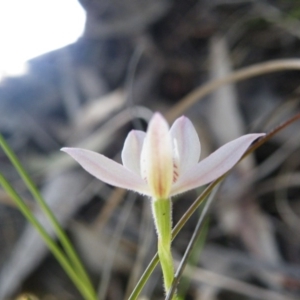 Fire and Orchids ACT Citizen Science Project at Point 5515 - 4 Jan 2016