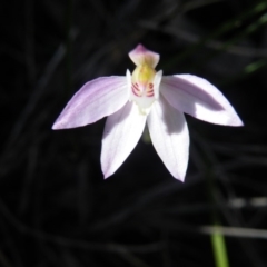 Fire and Orchids ACT Citizen Science Project at Point 5515 - 4 Jan 2016