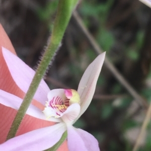 Fire and Orchids ACT Citizen Science Project at Point 5204 - 17 Sep 2021