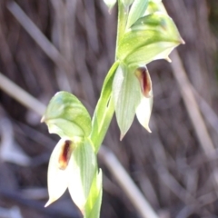 Fire and Orchids ACT Citizen Science Project at Point 5821 - 6 Sep 2021