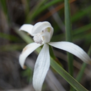 Fire and Orchids ACT Citizen Science Project at Point 5816 - 8 Nov 2016