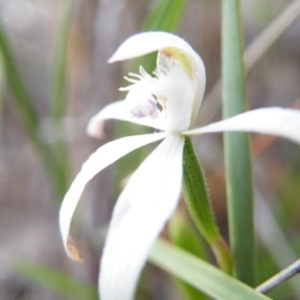 Fire and Orchids ACT Citizen Science Project at Point 5816 - 8 Nov 2016