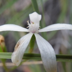 Fire and Orchids ACT Citizen Science Project at Point 5816 - 8 Nov 2016