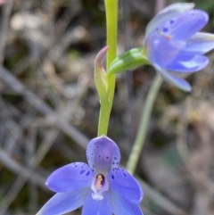 Fire and Orchids ACT Citizen Science Project at Point 38 - 6 Nov 2022