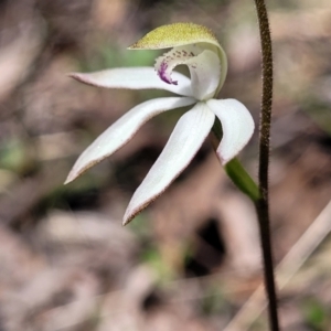 Fire and Orchids ACT Citizen Science Project at Point 5811 - 19 Oct 2022