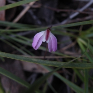 Fire and Orchids ACT Citizen Science Project at Point 5808 - 4 Oct 2016