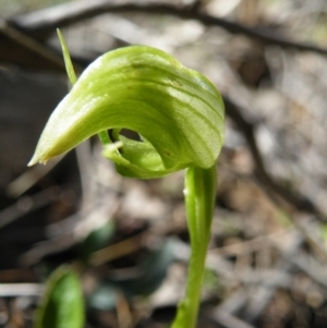 Fire and Orchids ACT Citizen Science Project at Point 5816 - 27 Sep 2016