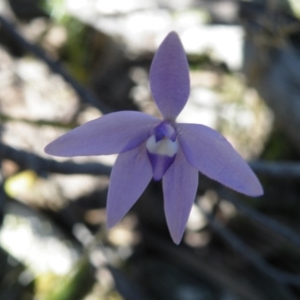 Fire and Orchids ACT Citizen Science Project at Point 5438 - 14 Oct 2016