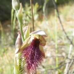 Fire and Orchids ACT Citizen Science Project at Point 60 - 10 Nov 2016