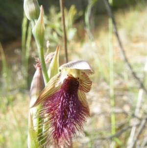 Fire and Orchids ACT Citizen Science Project at Point 60 - 10 Nov 2016