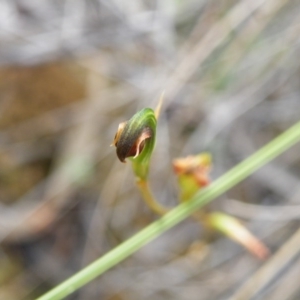 Fire and Orchids ACT Citizen Science Project at Point 5816 - 17 Mar 2016