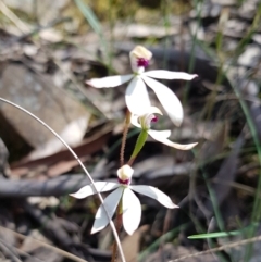 Fire and Orchids ACT Citizen Science Project at Point 38 - 8 Nov 2022