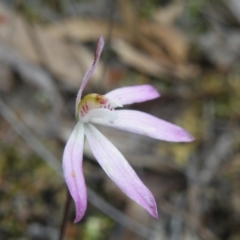 Fire and Orchids ACT Citizen Science Project at Point 5831 - 10 Oct 2016