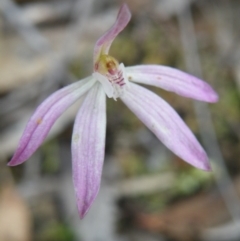 Fire and Orchids ACT Citizen Science Project at Point 5831 - 10 Oct 2016